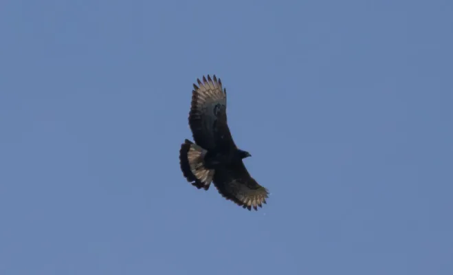 File:Spizaetus isidori 42811551.jpg
