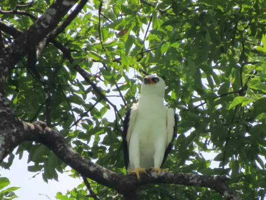 File:Spizaetus melanoleucus 111744132.jpg