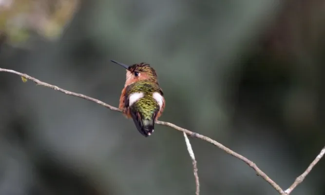 File:Tilmatura dupontii 228302633.jpg