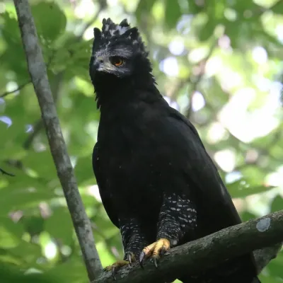 File:Spizaetus tyrannus 51557024.jpg