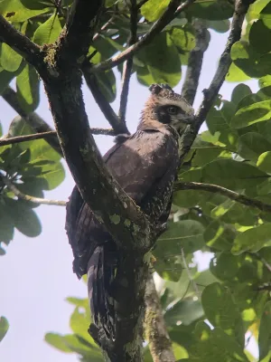 File:Spizaetus tyrannus 232401476.jpg