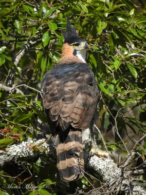 File:Spizaetus ornatus 123203845.jpg
