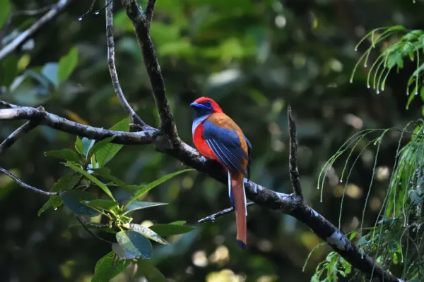 File:Harpactes whiteheadi 219366056.jpg