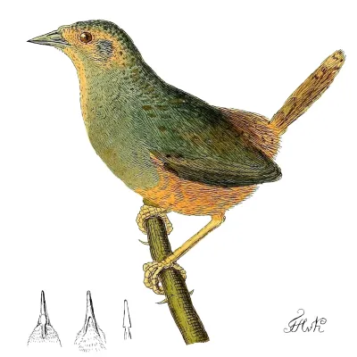 File:Eugralla paradoxa.jpg
