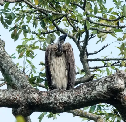 File:Gyps tenuirostris 176449982.jpg