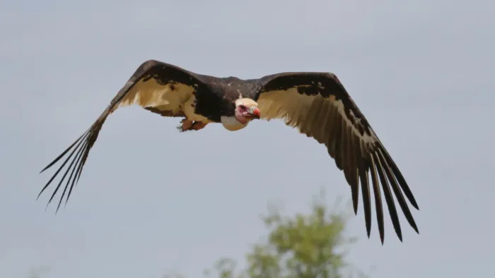 File:Trigonoceps occipitalis 248201995.jpg