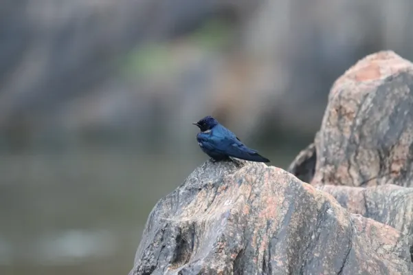 File:Hirundo nigrita 216899149.jpg