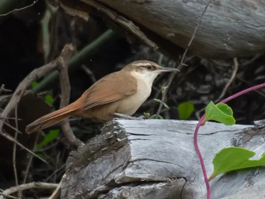 File:Tarphonomus harterti - Bolivian earthcreeper (cropped).jpg