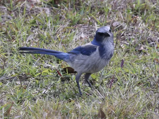 File:Aphelocoma coerulescens 255677534.jpg