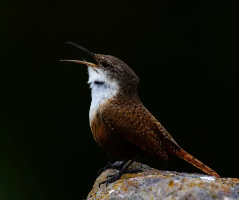 File:Catherpes mexicanus2.jpg