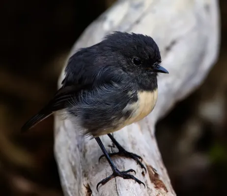 File:Petroica australis2.jpg