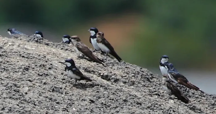 File:Pygochelidon melanoleuca Black-collared Swallow, Apiacás, Mato Grosso, Brazil.jpg