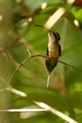 File:Phaethornis superciliosus 5489623.jpg