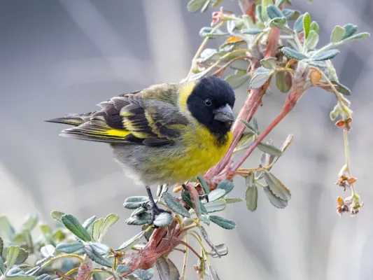 File:Spinus crassirostris 192955926 (cropped).jpg