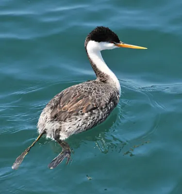 File:Aechmophorus clarkii -Monterey Bay, California, USA -swimming-8.jpg