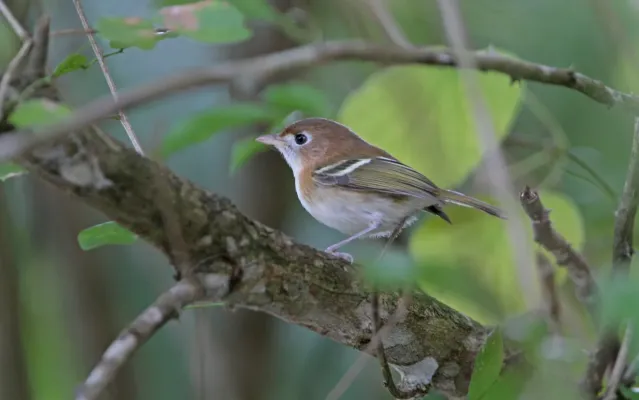 File:Vireo bairdi 102479332.jpg