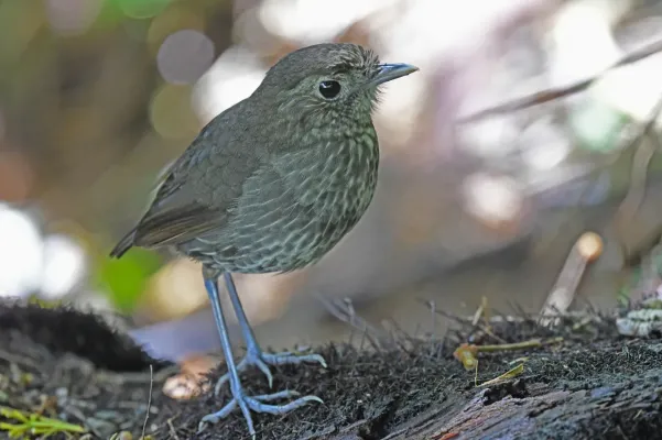File:Grallaria kaestneri 237096721.jpg