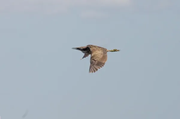 File:Botaurus poiciloptilus 119059864.jpg