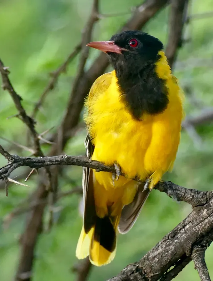 File:Black-headed Oriole (Oriolus larvatus) (52704713112).jpg
