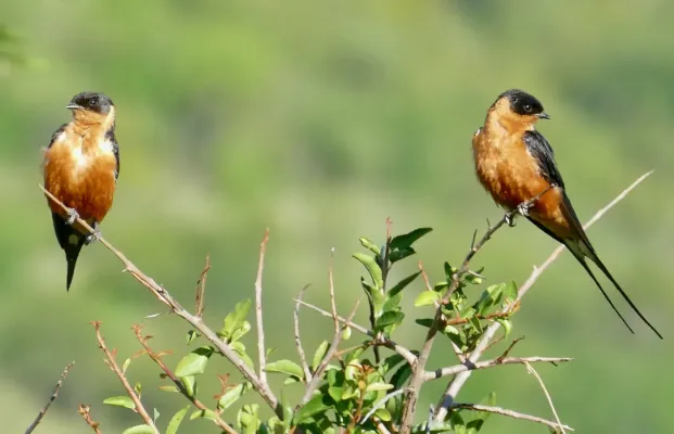 File:Rufous-chested Swallows (Cecropis semirufa) (52703374789).jpg
