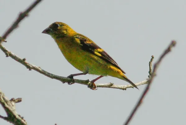 File:Spinus siemiradzkii 12870644.jpg