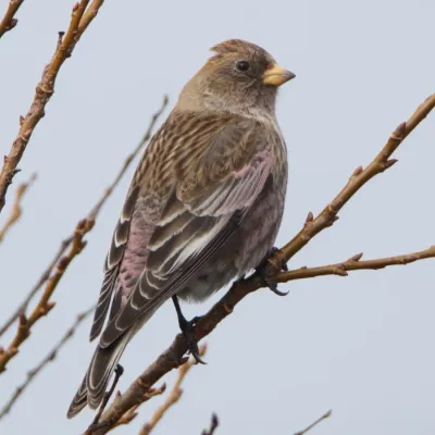 File:Leucosticte arctoa on branch.jpg