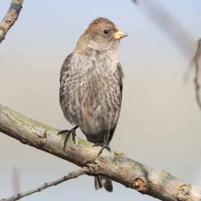 File:Leucosticte arctoa s2.jpg