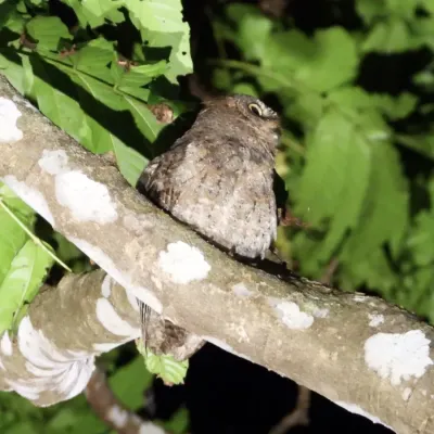 File:Otus elegans botelensis 216595201.jpg