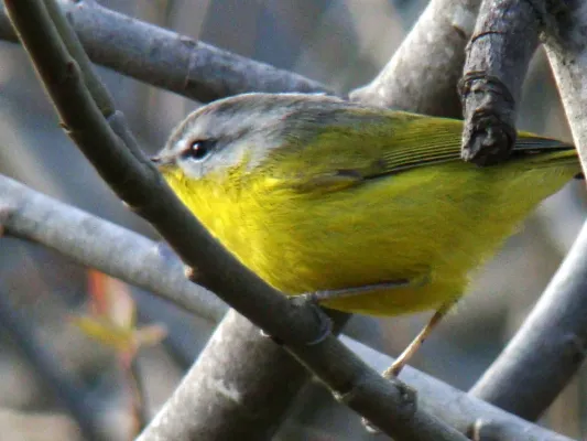File:Phylloscopus xanthoschistos at Bhimtal.jpg