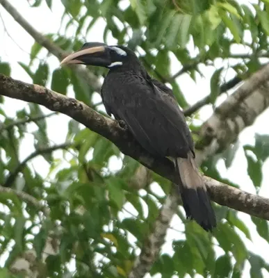 File:Anorrhinus galeritus 228925764.jpg