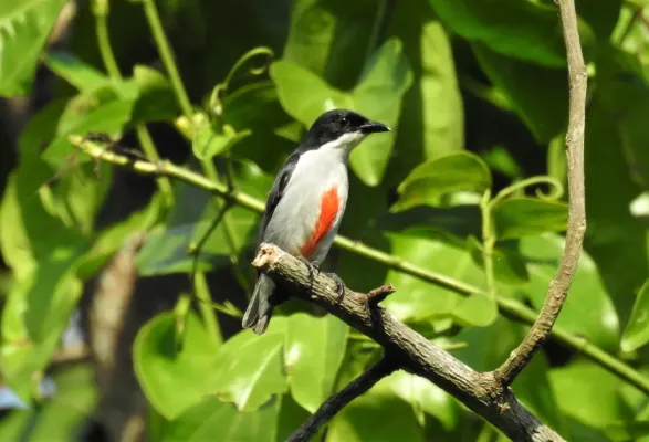 File:Dicaeum australe 27099483.jpg