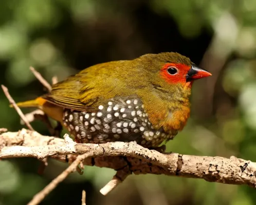 File:Mandingoa nitidula nitidula 113355053.jpg