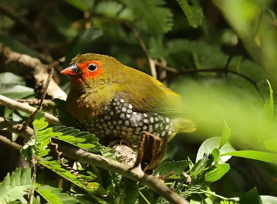 File:Mandingoa nitidula nitidula 113355591.jpg