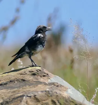 File:Mountain Wheatear (Myrmecocichla monticola) immature ... (52709429136).jpg