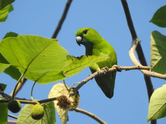 File:Bolbopsittacus lunulatus 33225896.jpg