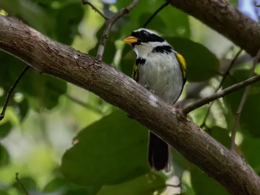 File:Arremon franciscanus Sao Francisco Sparrow; Lapa Grande State Park, Montes Claros, Minas Gerais, Brazil.jpg