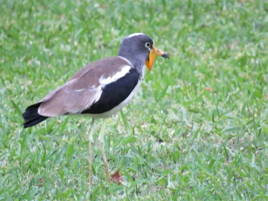 File:Vanellus albiceps 223887239.jpg