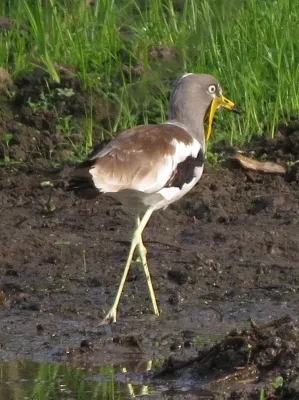 File:Vanellus albiceps 37720640.jpg