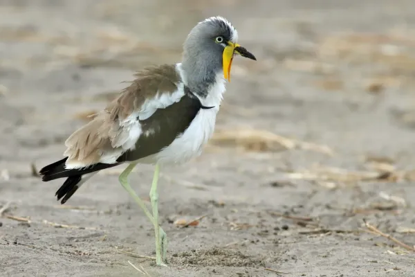 File:Vanellus albiceps 116431732.jpg