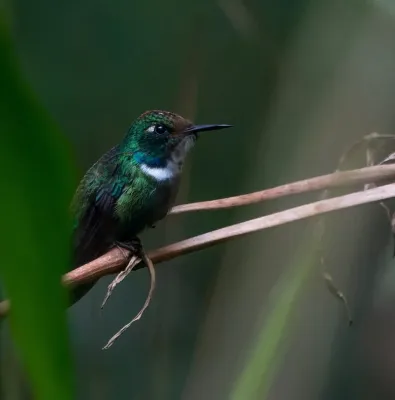 File:Schistes albogularis 233095033.jpg