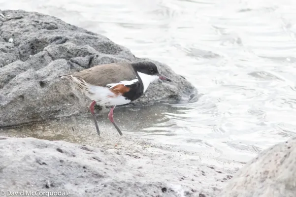 File:Erythrogonys cinctus 28336468.jpg