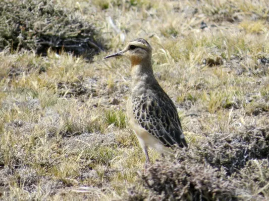 File:Oreopholus ruficollis, Lago Argentino, Santa Cruz, Argentina 2.jpg