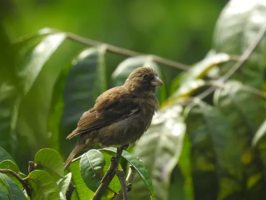 File:Crithagra rufobrunnea thomensis 212303396.jpg