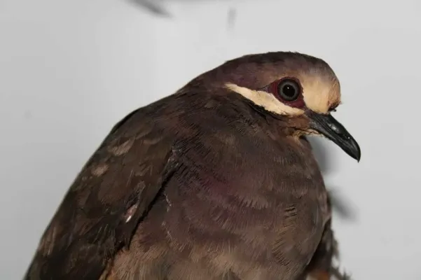 File:Leptotrygon veraguensis 254734638.jpg
