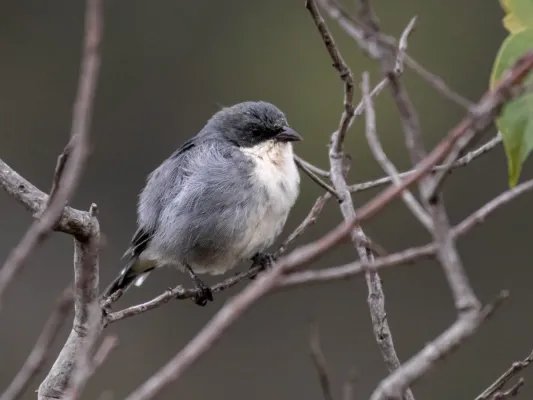 File:Microspingus cinereus Cinereous Warbling-Finch; Botumirim State Park, Minas Gerais, Brazil.jpg