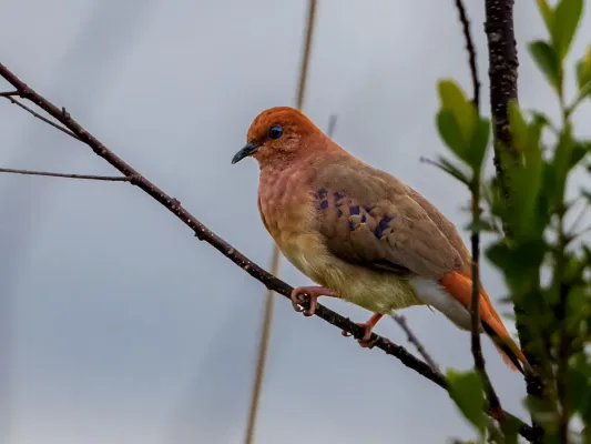 File:Columbina cyanopis Blue-eyed Ground Dove; Rolinha do Planalto Natural Reserve, Botumirim, Minas Gerais, Brazil 01.jpg
