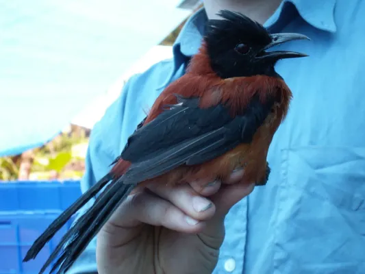 File:Pitohui dichrous 82239310.jpg