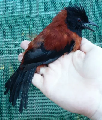 File:Pitohui dichrous 82239010.jpg
