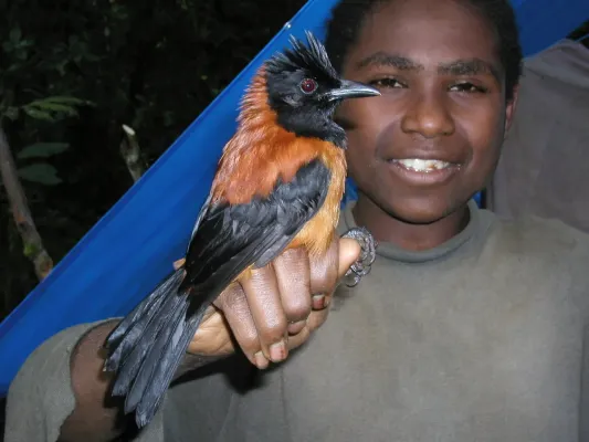 File:Pitohui dichrous 82240402.jpg