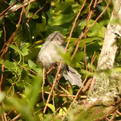 File:Apalis chirindensis 180954811.jpg